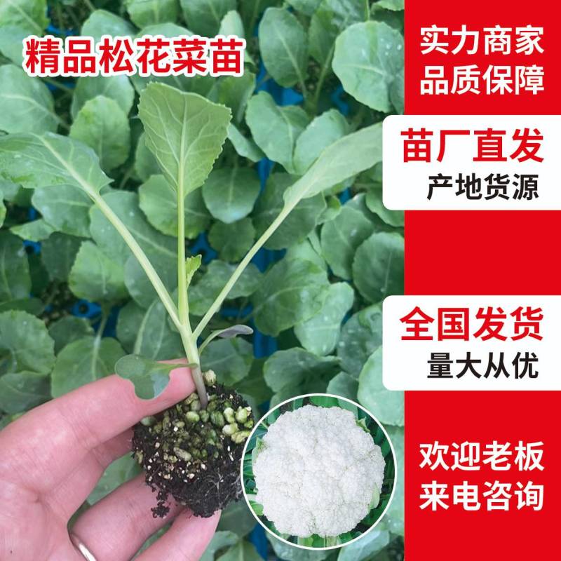 优质散花苗有机松花苗65天/88天/108天大型苗场直销