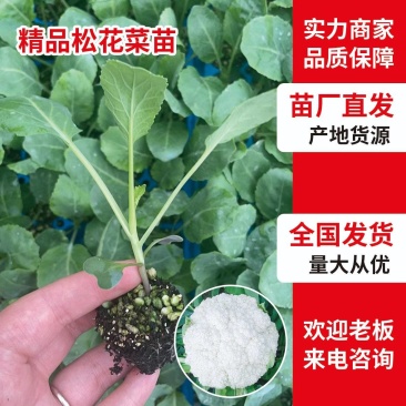 优质散花苗有机松花苗65天/88天/108天大型苗场直销