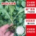 优质散花苗有机松花苗65天/88天/108天大型苗场直销