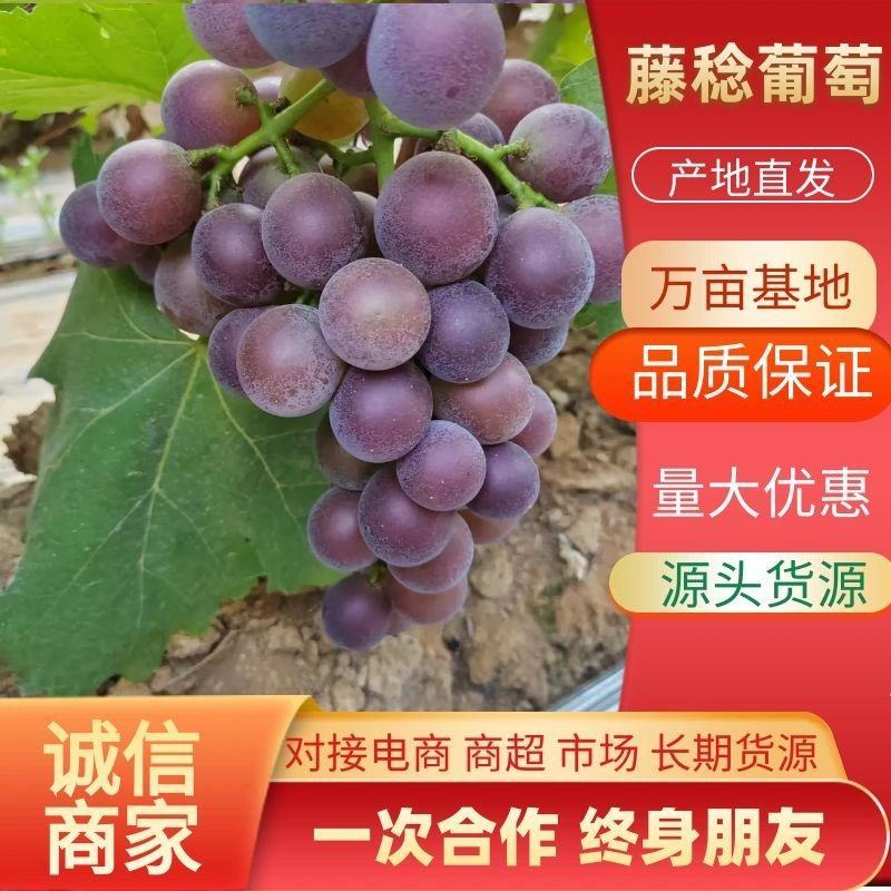 大卖藤稔葡萄巨峰葡萄大量供应链欢迎您共同发财将心比心