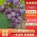 巨峰山东临沂平邑夏黑葡萄大量供应产地直供一手货源价格合理