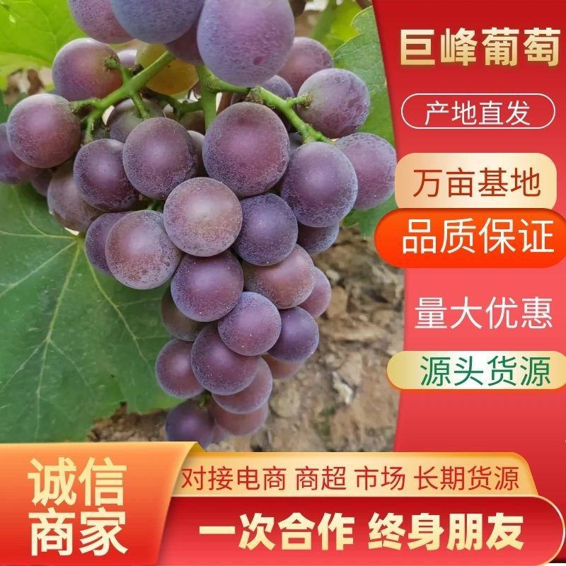 巨峰山东临沂平邑夏黑葡萄大量供应产地直供一手货源价格合理