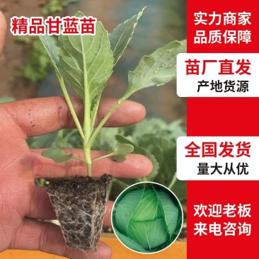 精品平顶甘蓝苗，（寒将军，先甘802，绿宝）专业苗场直销
