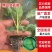 精品平顶甘蓝苗，（寒将军，先甘802，绿宝）专业苗场直销