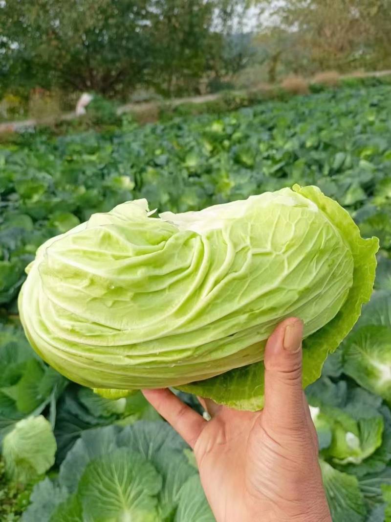 精品平顶甘蓝苗，（寒将军，先甘802，绿宝）专业苗场直销