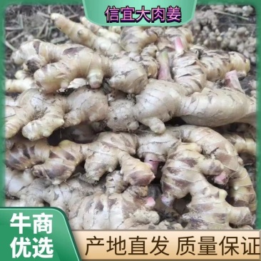 信宜优质大肉姜产地直销质量保证一手货源