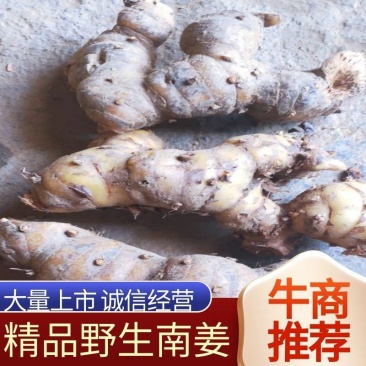 野生南姜山姜头鲜货去腥味产地直销一手货源质量保证