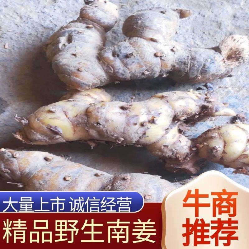 野生南姜山姜头鲜货去腥味产地直销一手货源质量保证