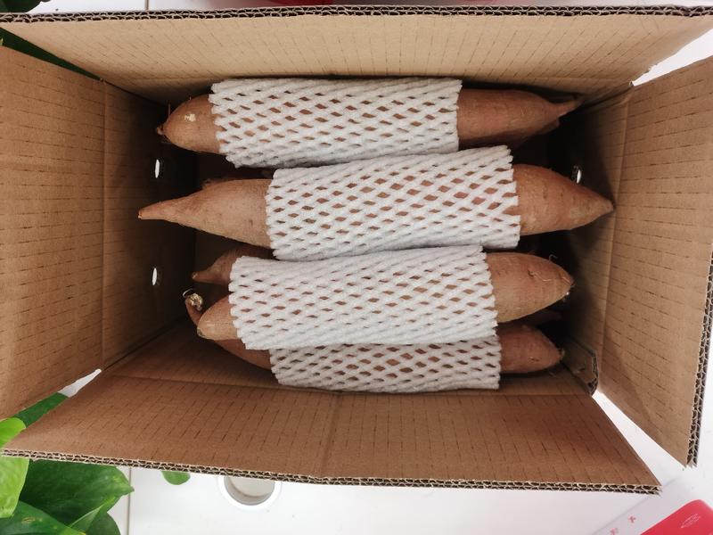 陕西沙地板栗红薯（秦薯5号）一件代发，包邮包售后。
