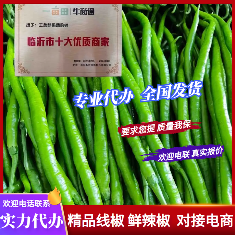 「精选」山东线椒大量供应代发全国各地品质保证
