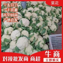 山东松花菜产地直供优质青梗白面有机花菜全国发货