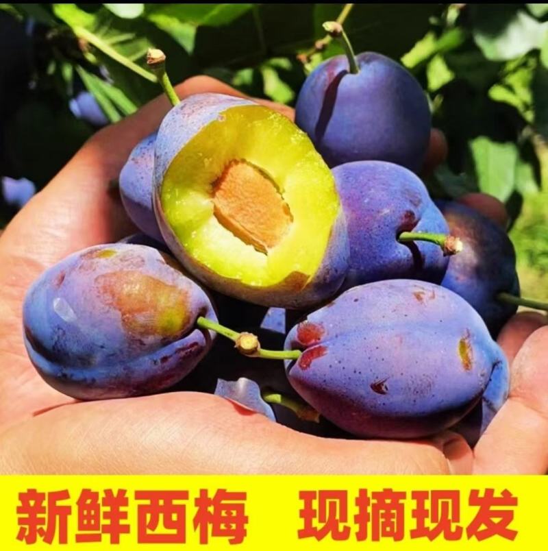 法兰西西梅新鲜西梅可视频看货原产地直供支持线上保障交易