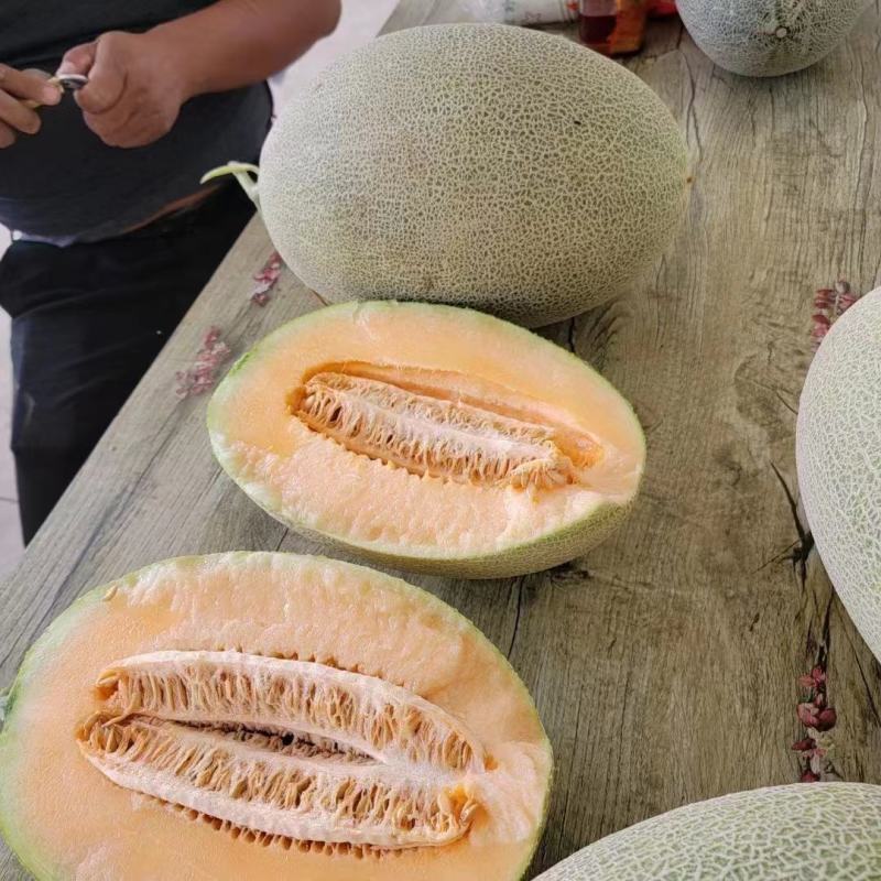 河北哈密瓜大量供应保质保量对接全国客商可视频看货