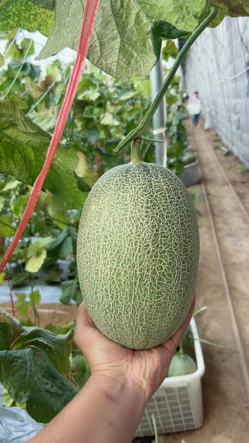 河北哈密瓜大量供应保质保量对接全国客商可视频看货