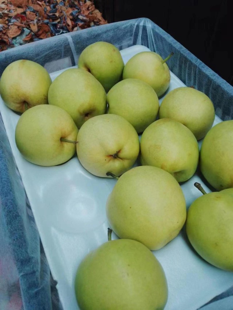 皇冠梨