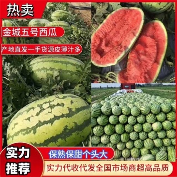金城5号金花6号，毛毛钱发车，品质有保障，质量三包。