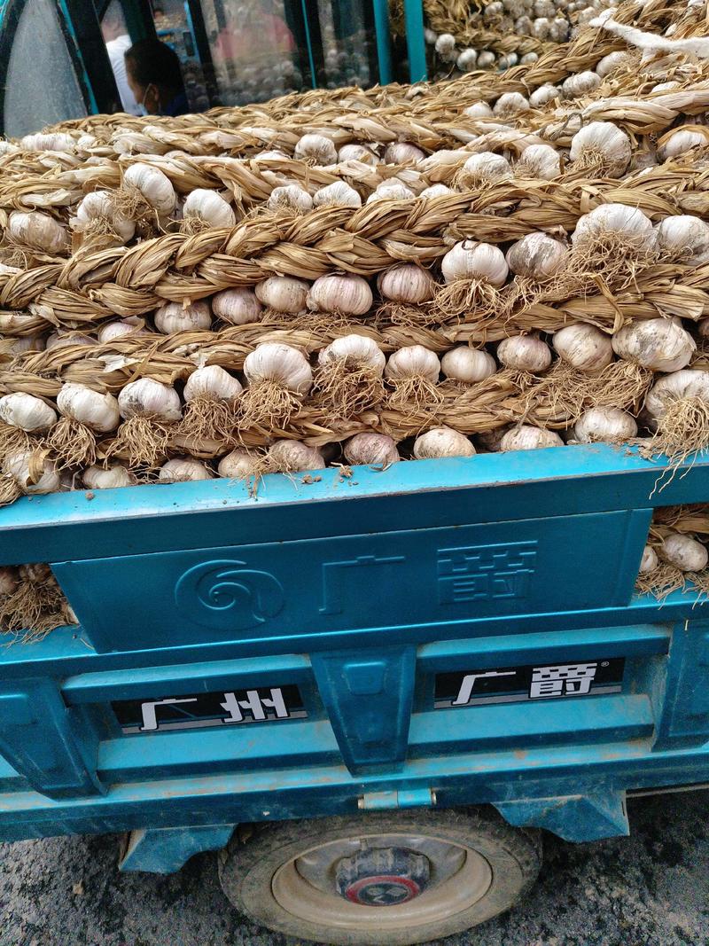 山东紫皮大蒜种、发往全国各地的优质蒜种、不死苗丶个头大