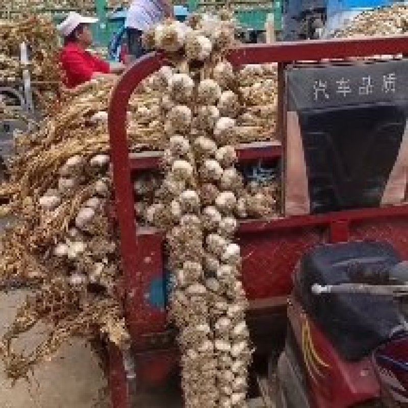 山东紫皮大蒜种、发往全国各地的优质蒜种、不死苗丶个头大