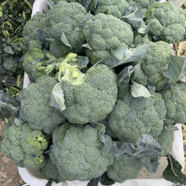 （推荐）定西西兰花大量上市中原产地实发热卖中！