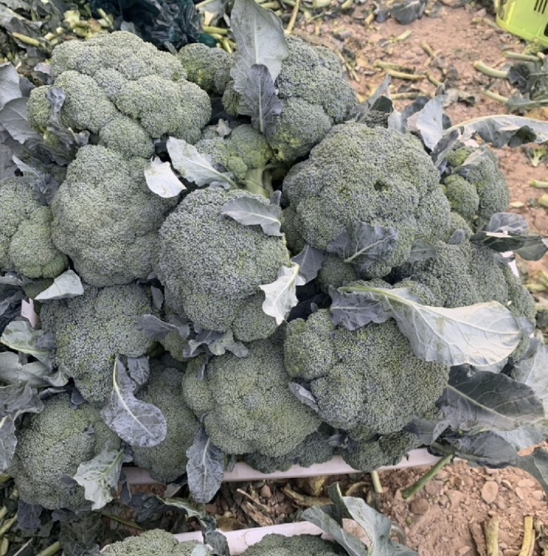 （推荐）定西西兰花大量上市中原产地实发热卖中！