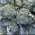 （推荐）定西西兰花大量上市中原产地实发热卖中！