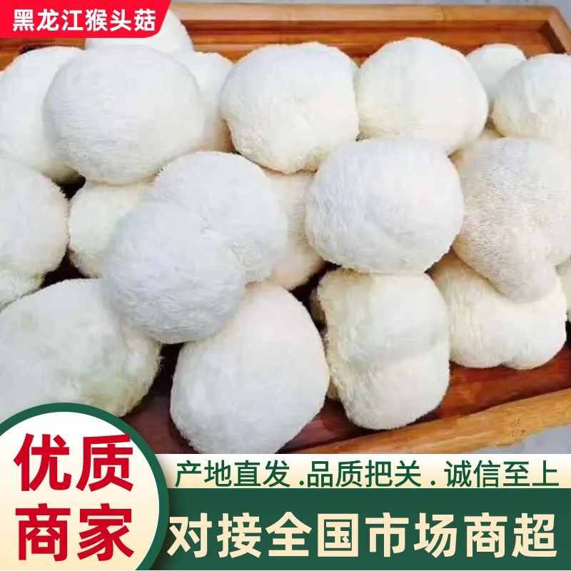 【海麟玉品】东北猴头菇鲜猴头菇有机绿标产地直发