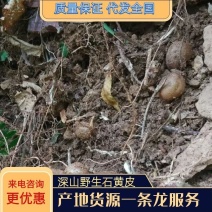 深山野生石黄皮产地直销一手货质量保证放心购买