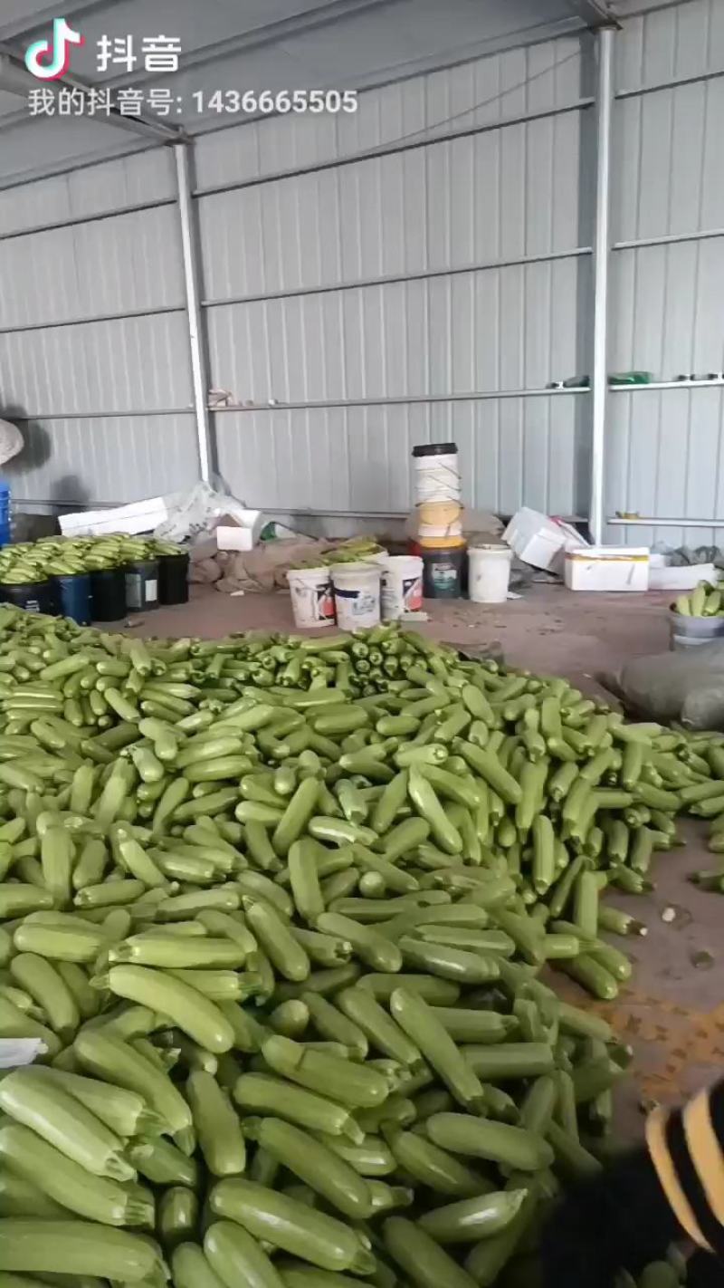 潍坊青皮西葫芦正上市大量有货有设备备货快全国接单耐运输可打包
