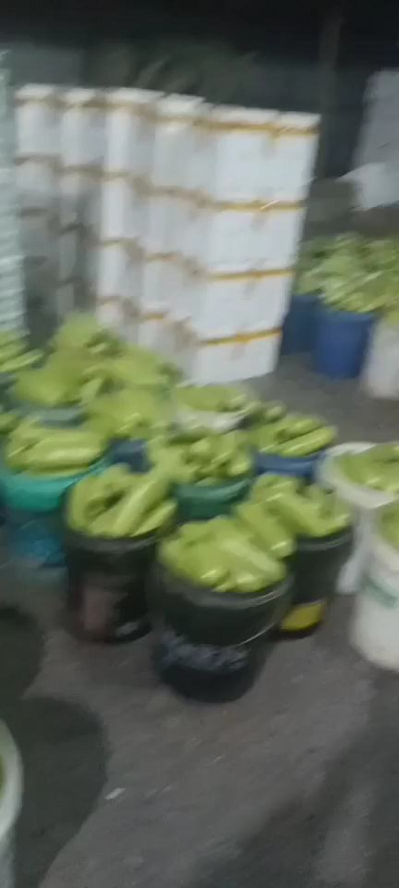 潍坊青皮西葫芦正上市大量有货有设备备货快全国接单耐运输可打包