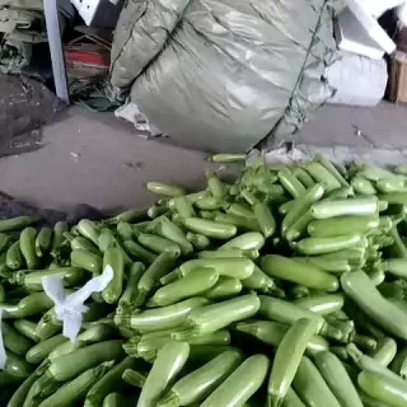 潍坊青皮西葫芦正上市大量有货有设备备货快全国接单耐运输可打包