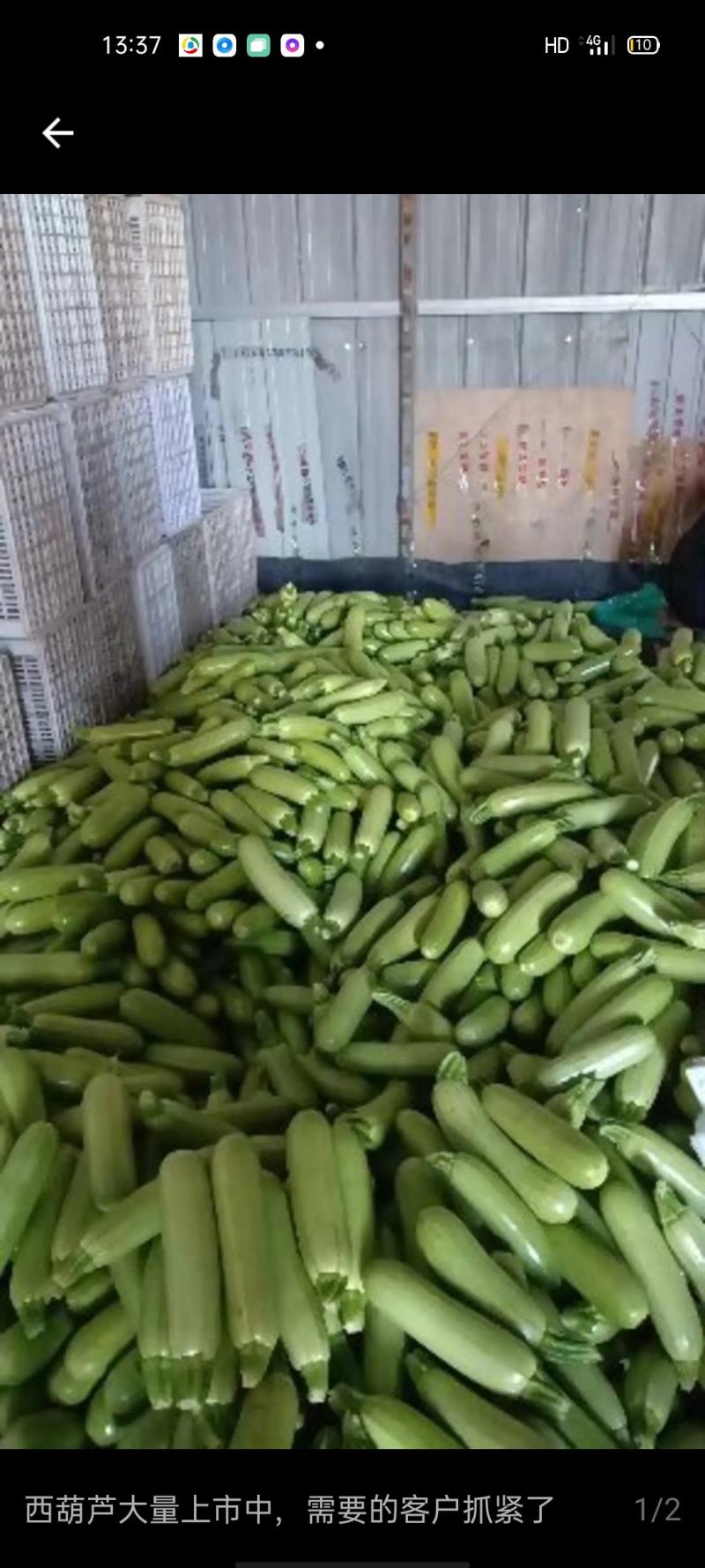 潍坊青皮西葫芦正上市大量有货有设备备货快全国接单耐运输可打包