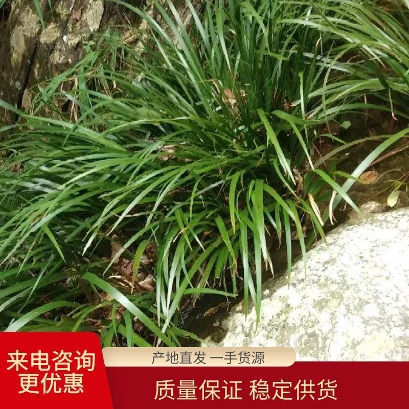 野生石菖蒲水菖蒲苗大量出销【坏苗补发】