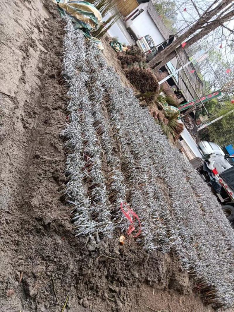 广西芽孢苗大量有货苗圃直供可视频看货保质保量