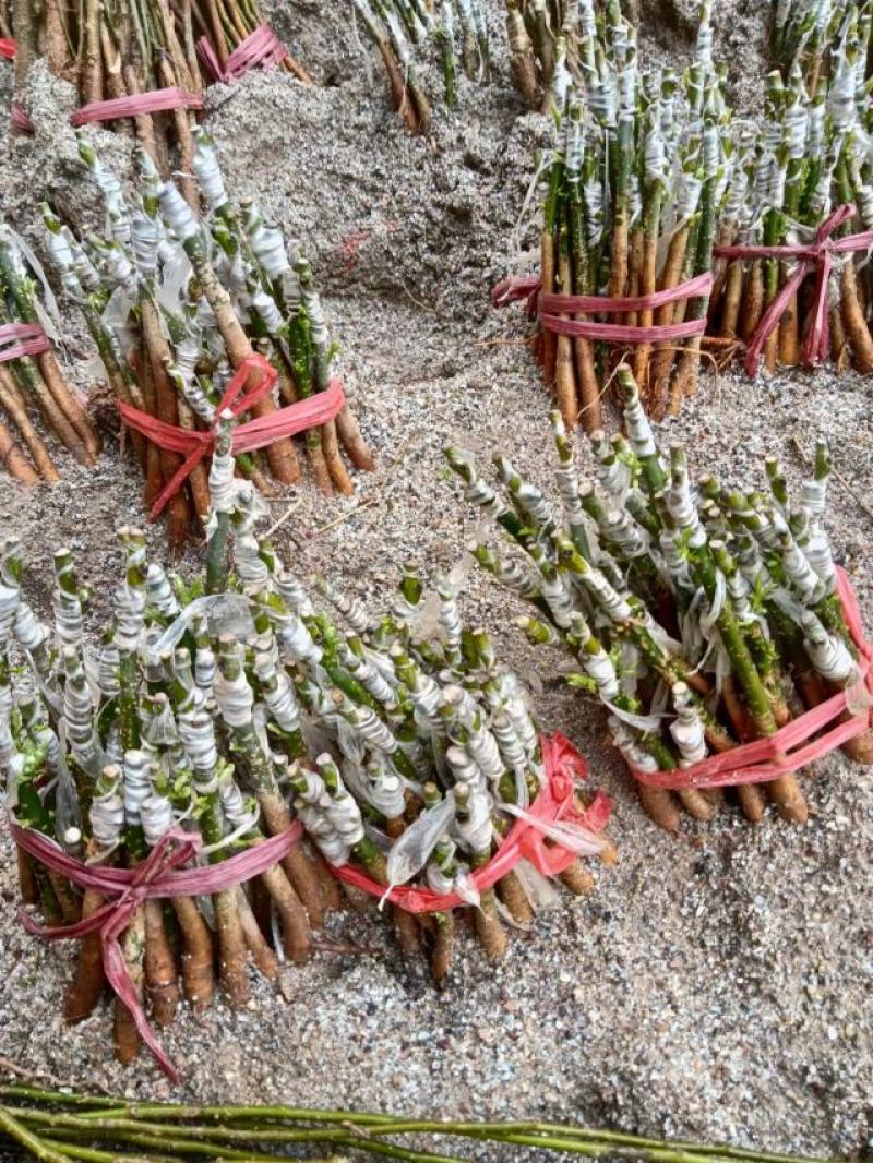 广西芽孢苗大量有货苗圃直供可视频看货保质保量