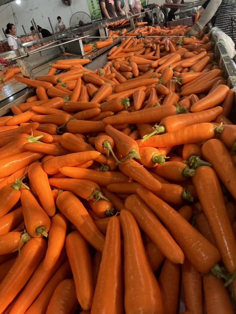 精品水洗胡萝卜🥕水洗货，无分叉分裂，量大便宜