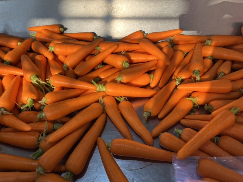 精品水洗胡萝卜🥕水洗货，无分叉分裂，量大便宜