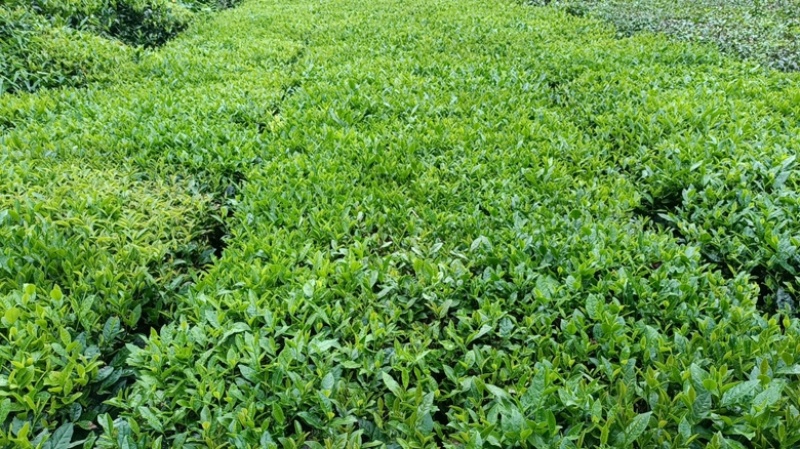 黄山绿茶，优质茶叶，货量大货源充足，欢迎采购！