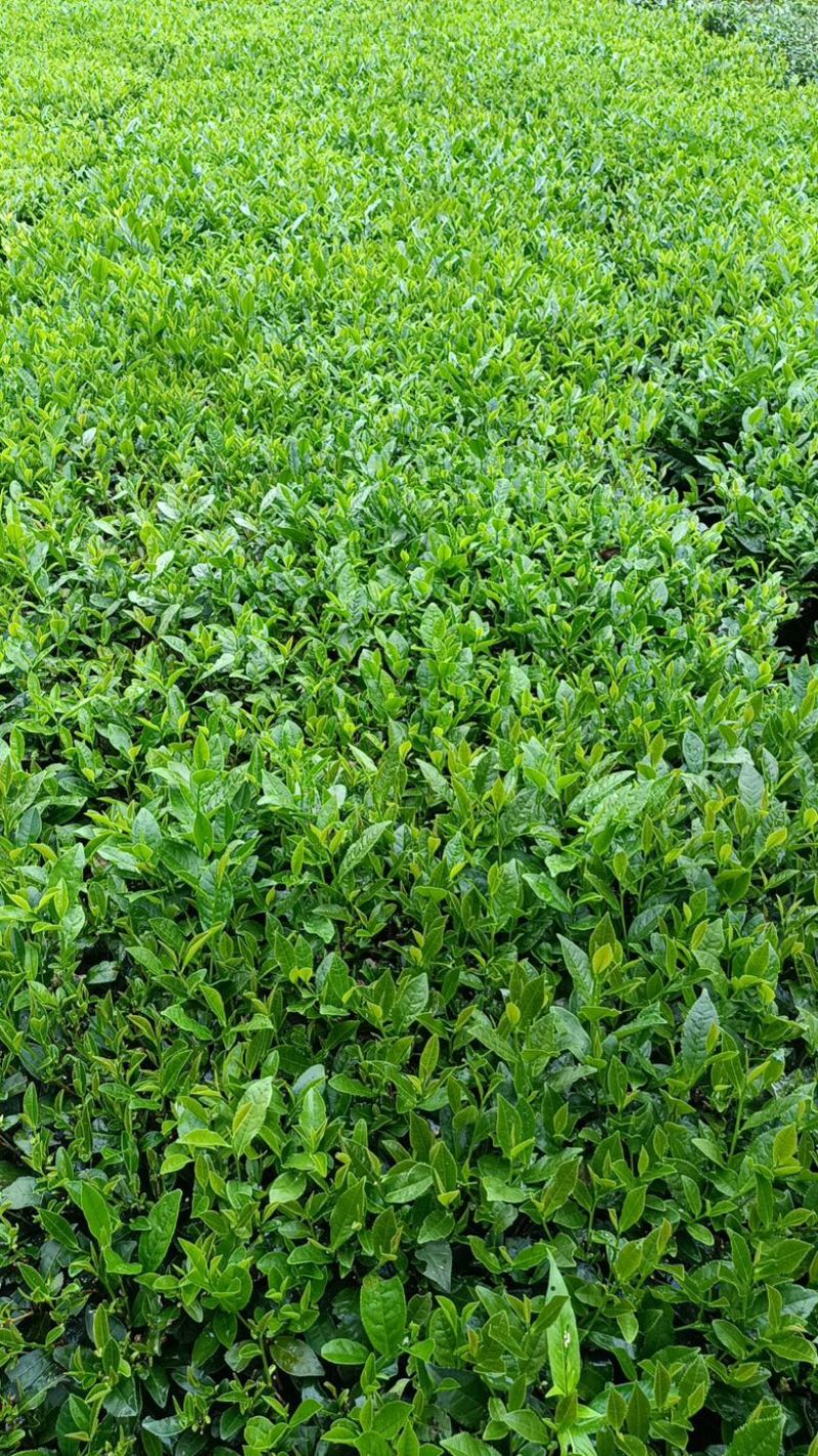 黄山绿茶，优质茶叶，货量大货源充足，欢迎采购！
