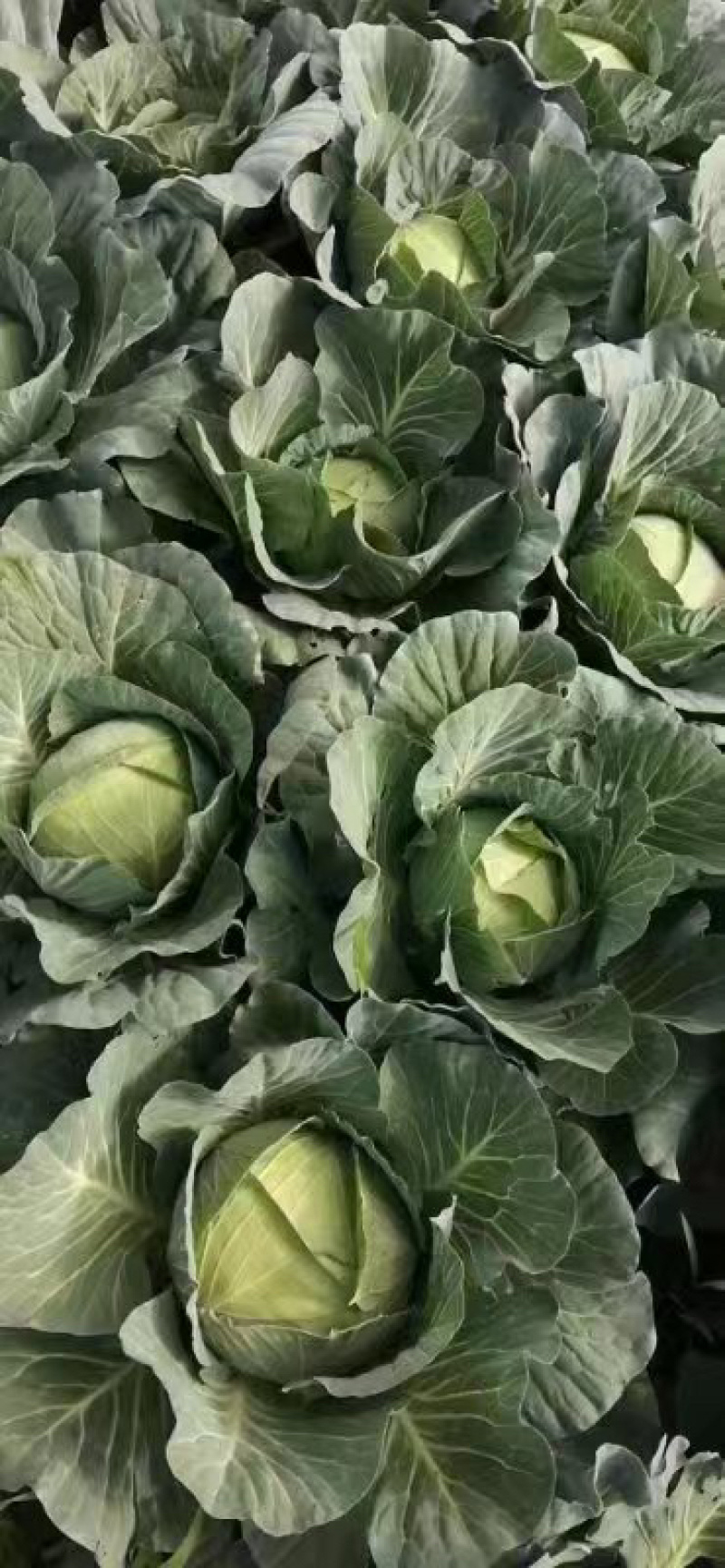 贵州包菜品质保证诚信经营欢迎联系接商超市场电商