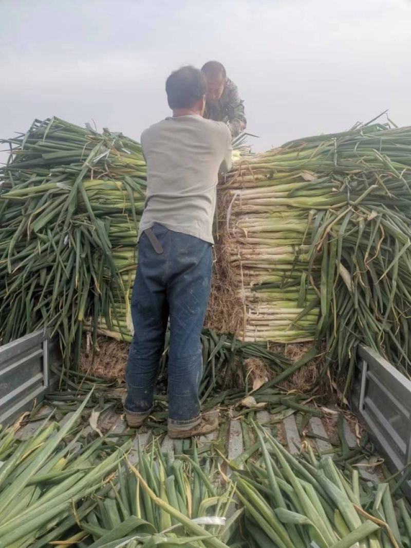 山西运城长杆白葱毛葱鸡腿葱铁杆大葱