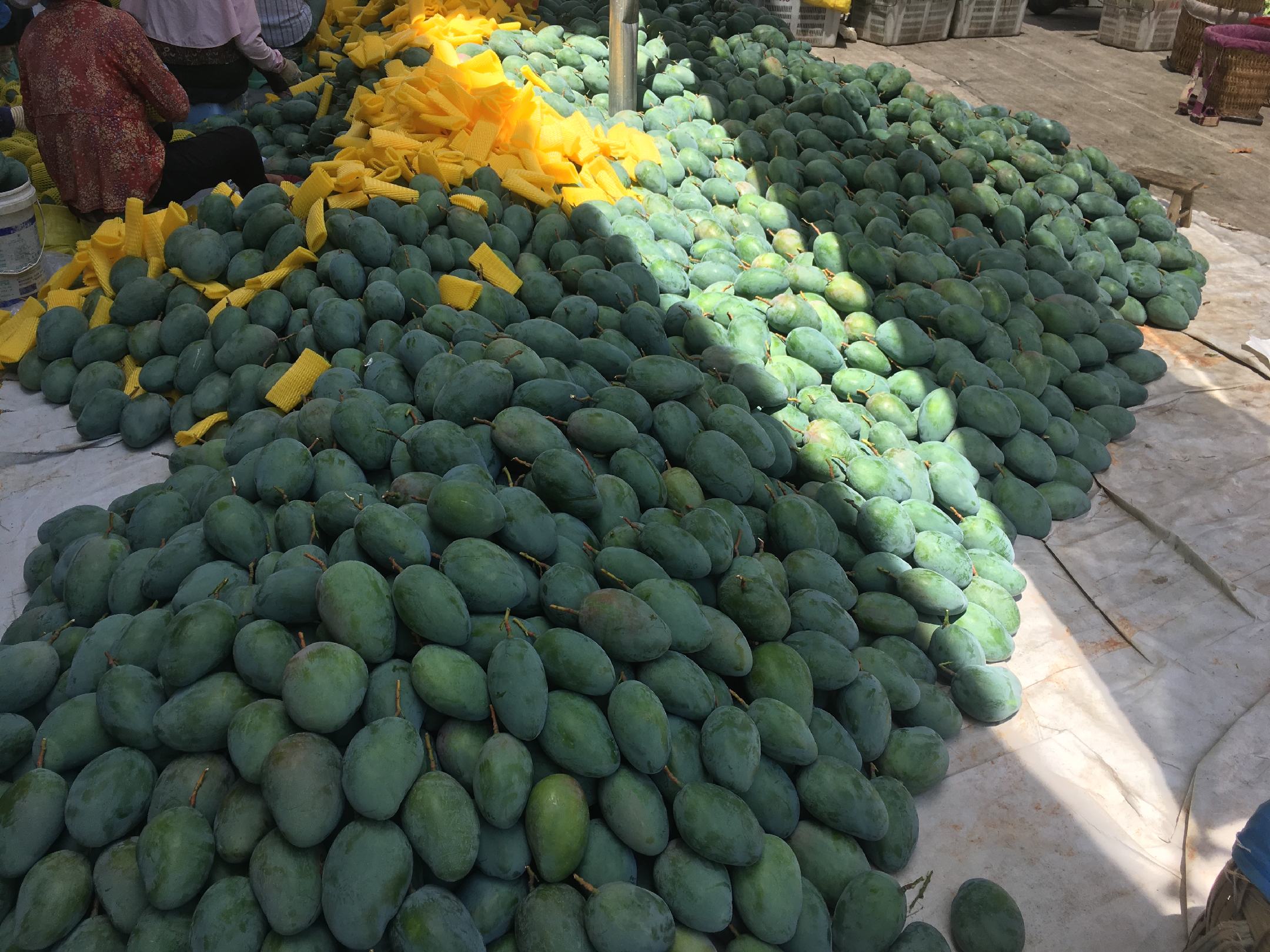 芒果花盛开的景象