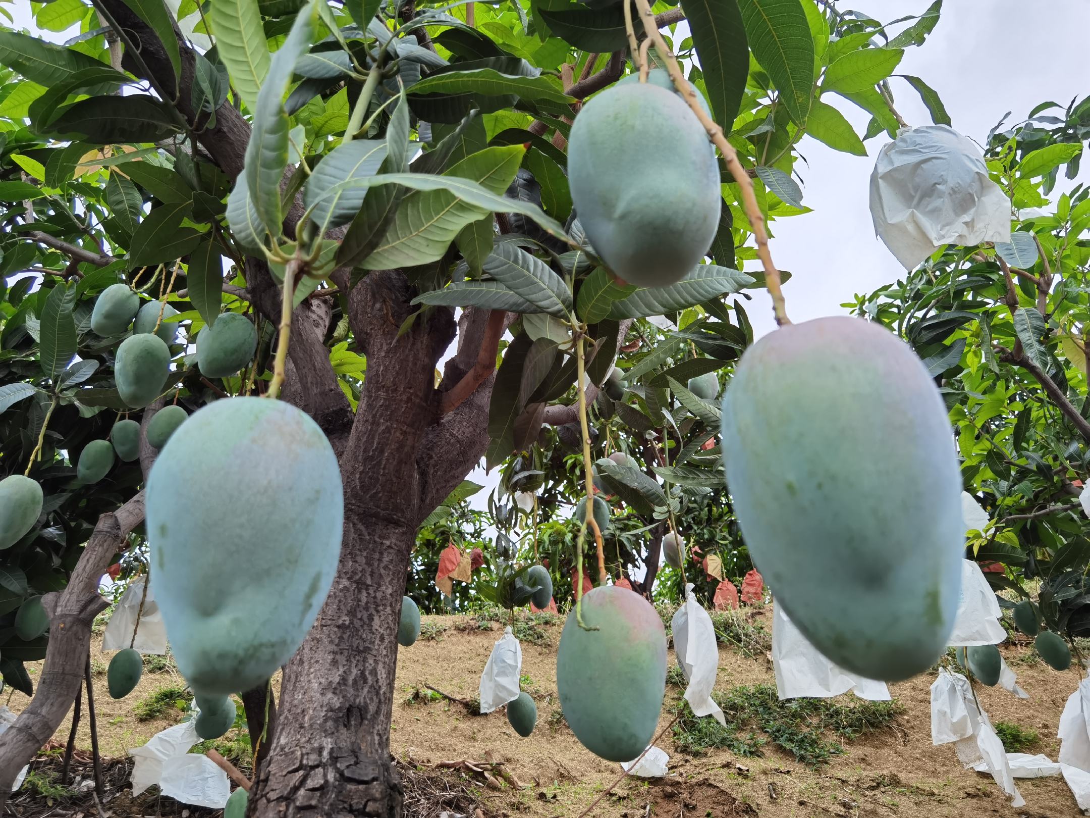 展示凯特芒与苹果一起放置在纸袋中,利用乙烯促进成熟的场景 凯特芒与苹果一起成熟