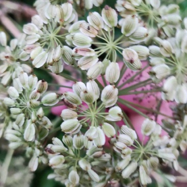 白芷种子