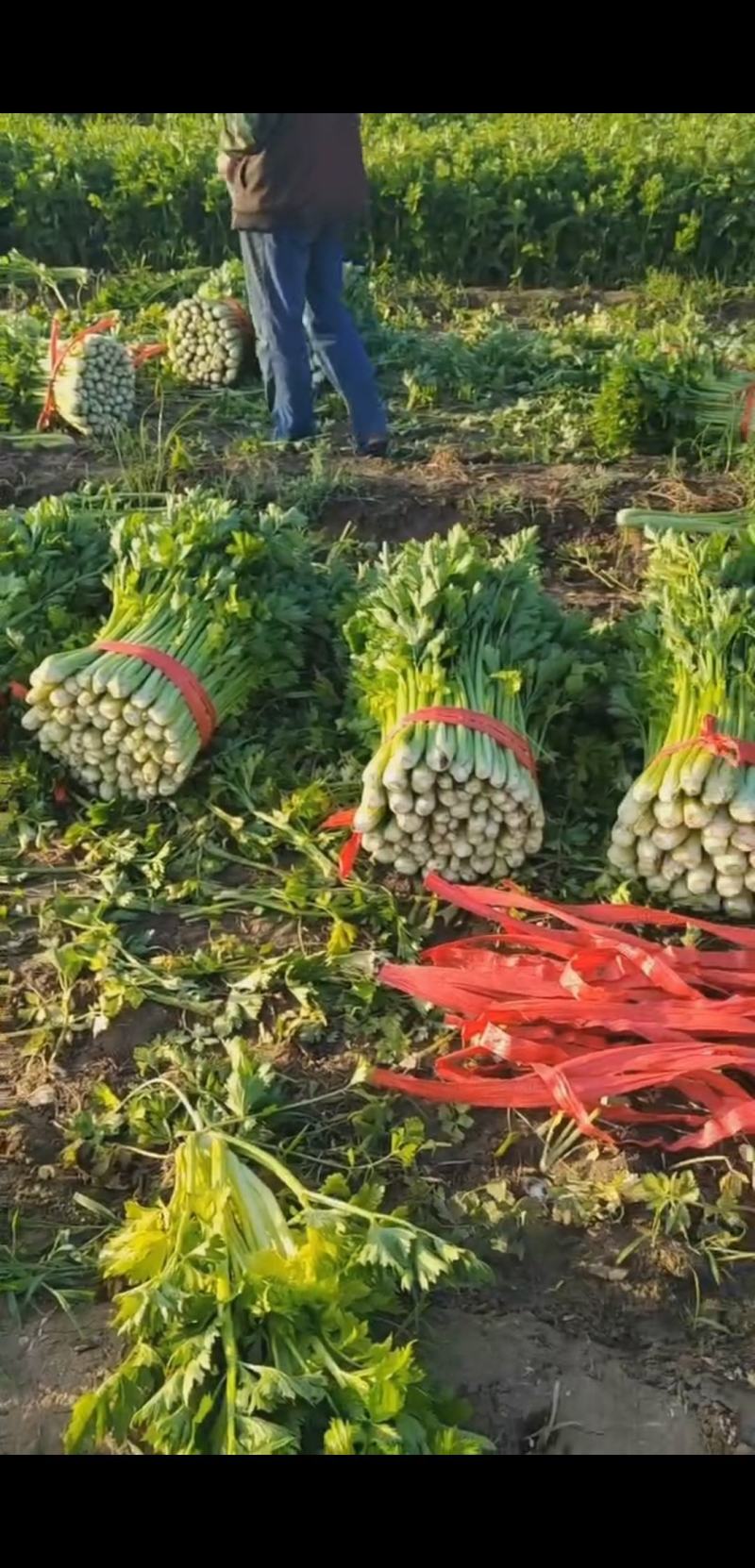 山东滨州惠民皇后芹菜，品质保证，全国对接，欢迎电话联系