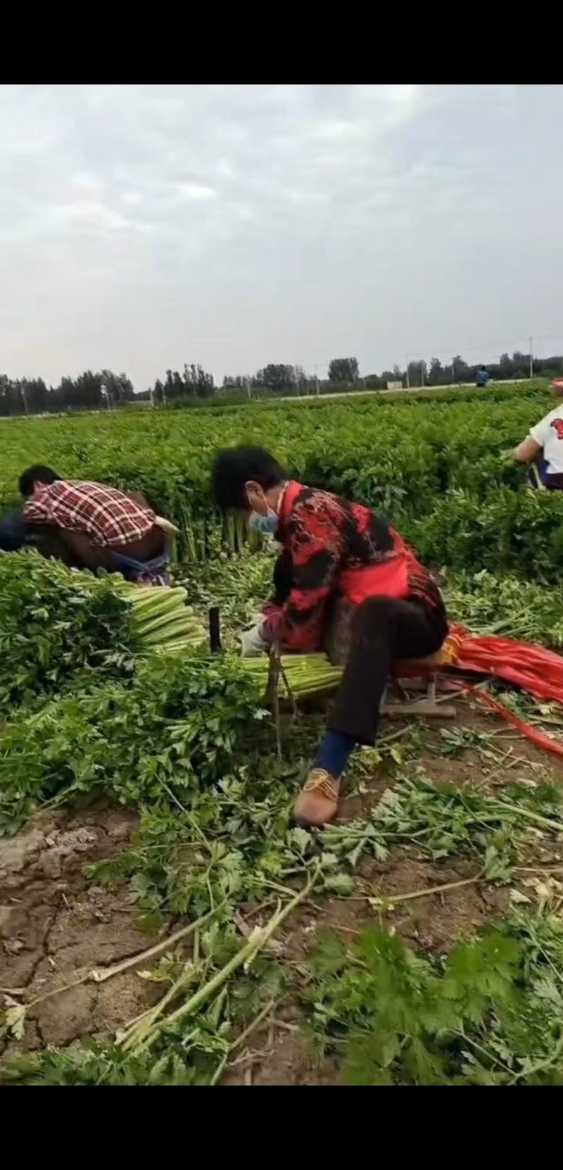 山东滨州惠民皇后芹菜，品质保证，全国对接，欢迎电话联系