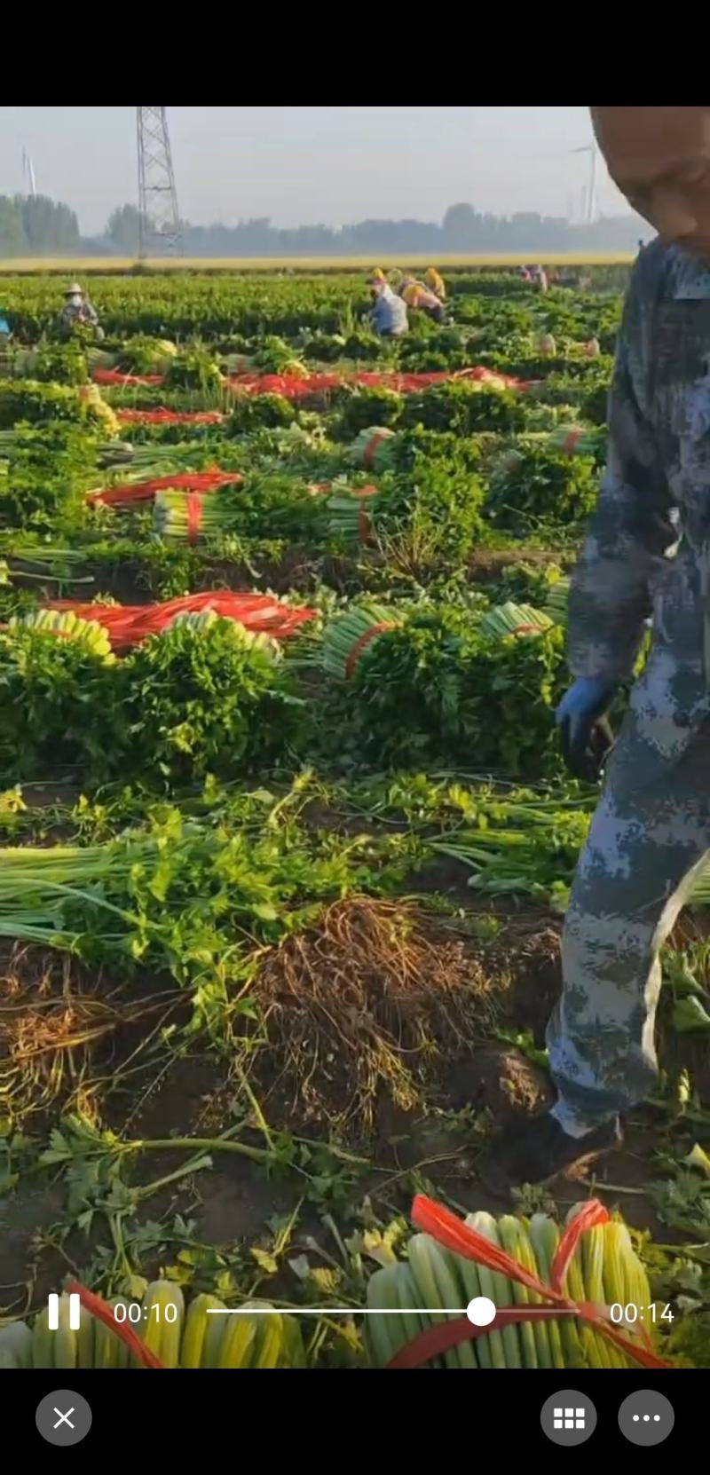 山东滨州惠民皇后芹菜，品质保证，全国对接，欢迎电话联系