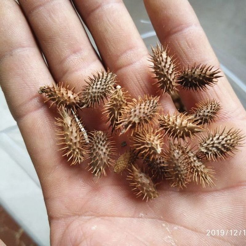 苍耳食用新鲜添加带刺毛苍子熬水泡脚苍耳中药材包邮