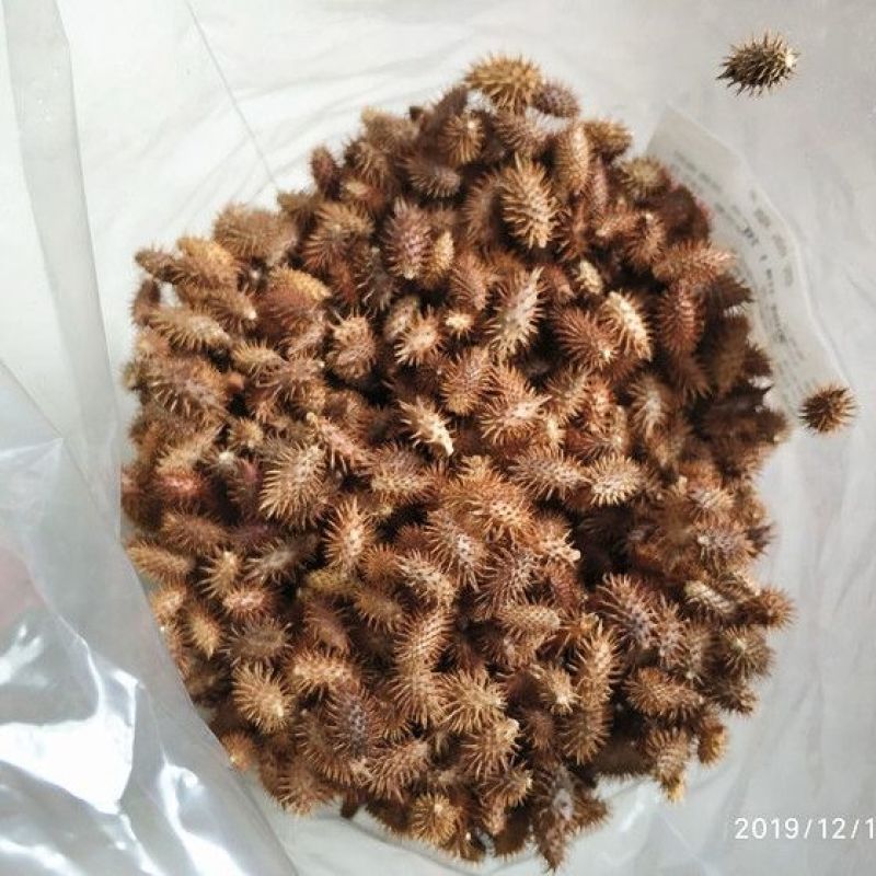 苍耳食用新鲜添加带刺毛苍子熬水泡脚苍耳中药材包邮