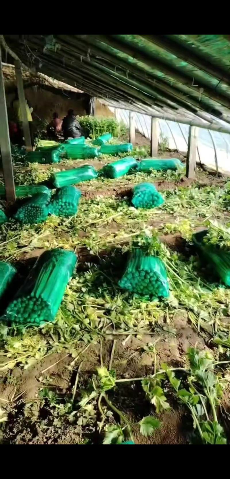 山东滨州惠民皇后芹菜，品质保证，全国对接，欢迎电话联系