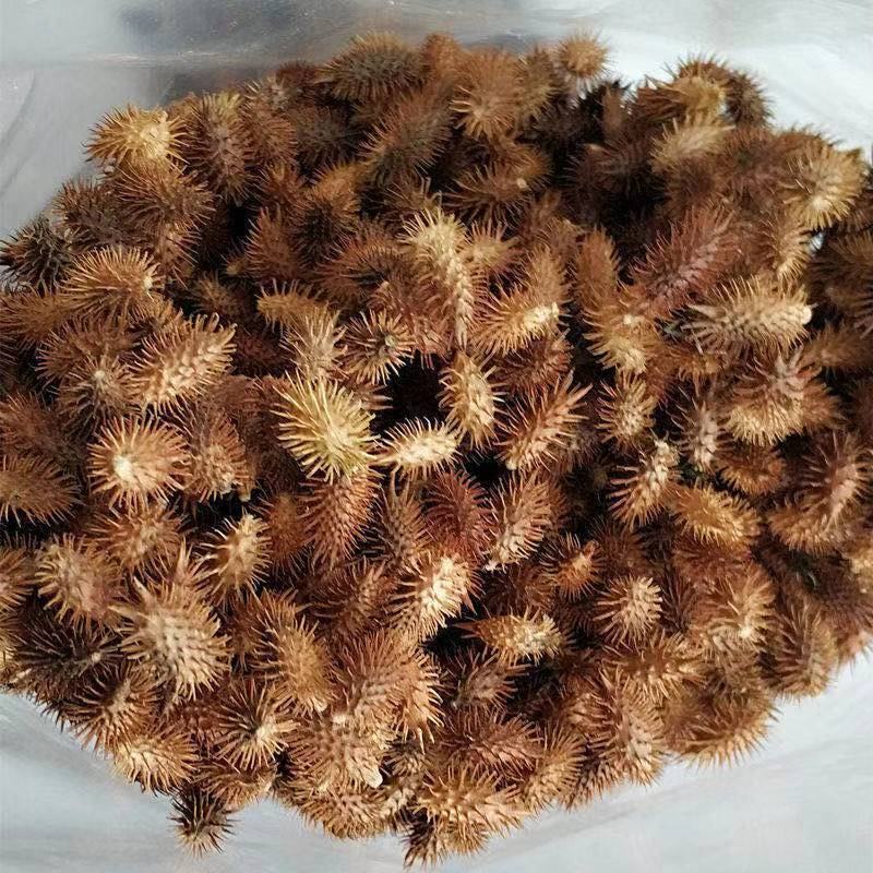 苍耳食用新鲜添加带刺毛苍子熬水泡脚苍耳中药材包邮